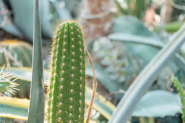 Kurak bir araziye karşı kaktüs görüntüsü, sağlık takviyelerindeki pazarlama kampanyaları, sulu bitki yetiştirme ürünleri, kurak bölge seyahati, kuraklık-tol