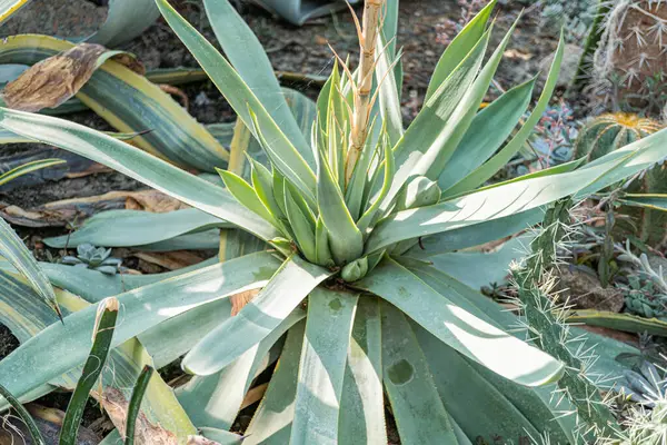 Canlı, sağlıklı bir kaktüs görüntüsü açık hava ortamında yeşil yapraklar sergiliyor, dinamik güneş ışığı efektleriyle ve pazarlama malzemeleri için uygun bahçe düzenlemesi, peyzaj, açık hava dekorasyonu veya