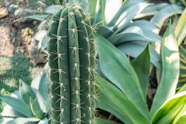 Görüntü, çoklu kolları olan canlı, dikenli bir kaktüs içeriyor. Güneşli bir açık havada gelişiyor.