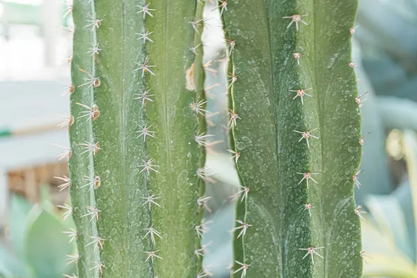 Yoğun, sivri dikenli, desenli cilde sahip, pazarlama amaçları, botanik, esneklik ve hayatta kalma için elverişli sert bir çevreden gelen iyi ışıklandırılmış bir kaktüsün resmi.