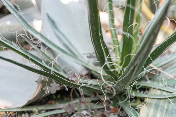 Dikenli yaprak bitkisinin yakından çekilmiş görüntüsü, eşsiz bir doku ve desenler sergiliyor. Açık alan arkaplan verandasına karşı canlı yeşil yapraklar ya da bahçe, pazarlama için elverişli.