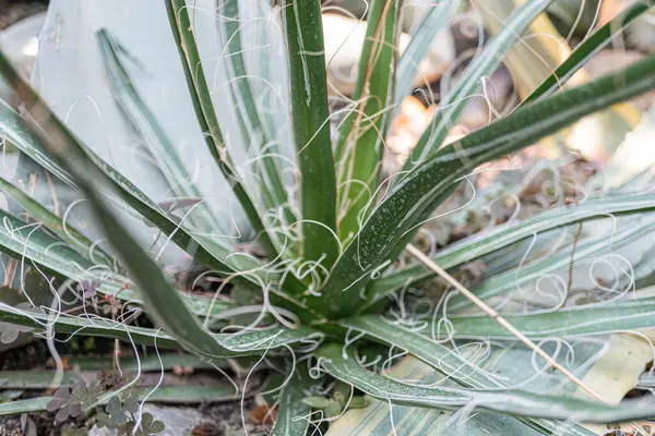 Bir agave bitkisinin yakın plan görüntüsü, son zamanlarda botanik, bahçıvanlık, tarım ve markalaşma alanlarında kullanılan yağmur damlacıkları ile dikenli yapraklar sergileniyor. Tekila veya diğer agave kaynaklı ürünler için.