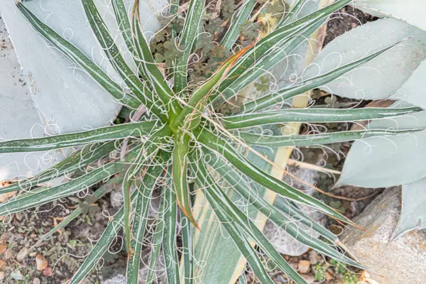 Dikenli yaprakları olan taze bir kaktüs tomurcuğu bulanık bir zemine karşı gelişmeyi ve yenilenmeyi simgeliyor.