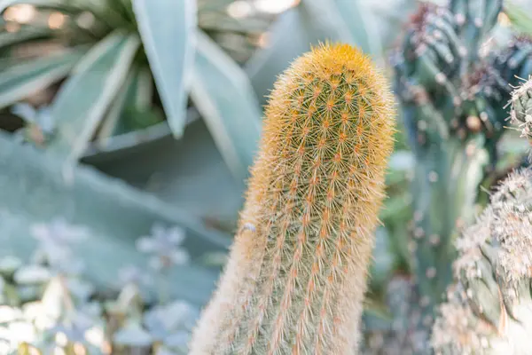 Çiçekli bir kaktüsün doğal çöl habitatında yakın plan, yemyeşil, zıt bir zıt zıt arkaplana karşı canlı sarı dikenli çiçekler sergiliyor.