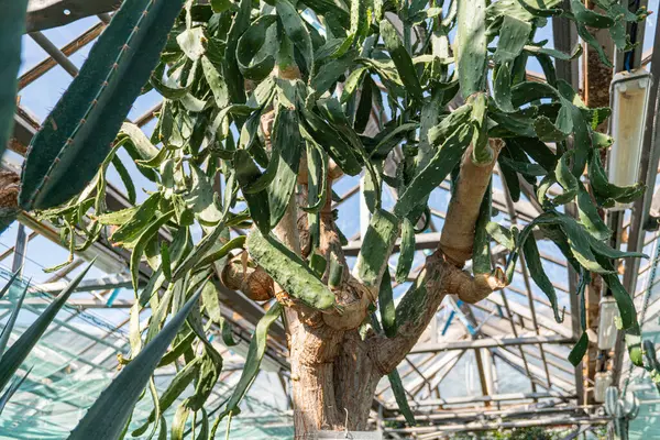 Kontrollü ışıklandırma altında yemyeşil bir kaktüs bahçesi görüntüsü, saksılarda birkaç sağlıklı kaktüs sera ya da sürdürülebilir tarım için dikey bir çiftlik olabilir.