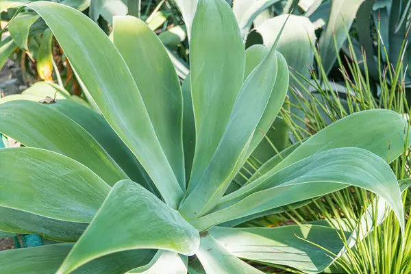 Canlı yeşil yaprakları olan egzotik, sağlıklı, sulu bir bitki, açık bir arkaplanda sergileniyor. Rosette benzeri bir yapısı var ve doğal ya da yarı doğal bir çevrede gelişiyor.