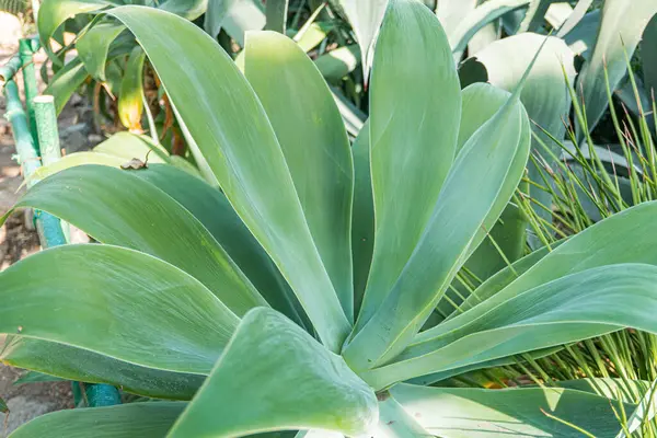 Canlı yaprakları olan, sağlık, büyüme veya çevresel bağlamlar için uygun tazelik ve canlılık gösteren büyük, sağlıklı bir bitkinin yakın plan fotoğrafı.