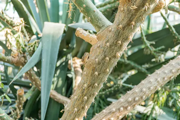 Sağlıklı, yeni sulanan ya da sera kaktüsünün yakın plan detayları dayanıklılığı, doğal güzelliği ve adaptasyonu simgeliyor.