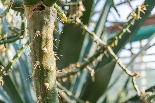 Dikenli bir agave bitkisinin görüntüsü, muhtemelen bir çiftlik ortamında, dikenli dokuya ve yapraklarının arasından görülebilen mavi gökyüzüne odaklanmıştır.
