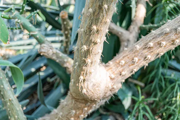 Beyaz dikenli bir kaktüsün yakın plan çekimi çöl zeminine karşı dayanıklılık ve direnci simgeliyor.