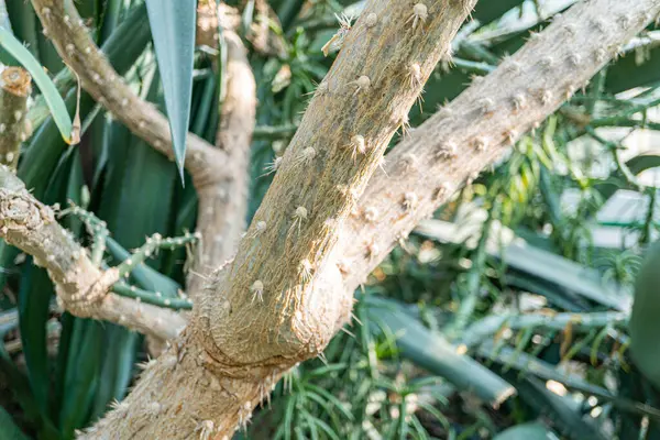 Bahçe serası ortamında farklı dikenleri olan, bahçeciliğe ve doğa fotoğrafçılarına hitap eden sağlıklı, çok katmanlı kaktüslerin yakın çekimi.