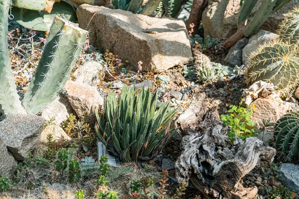 Canlı, yüksek çözünürlüklü bir görüntü kaktüslerden ve doğal taşlara karşı sulu bir bahçeyi sergiliyor. Huzuru ve doğayla bağlantıyı iletiyor.