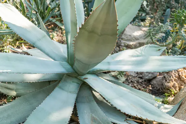 Yeşillik ortasındaki bir agave bitkisinin yüksek çözünürlüklü görüntüsü, belirgin mavi tonuyla, tekila üretimini veya orijinalliğini vurgulayan reklamlar için ideal.