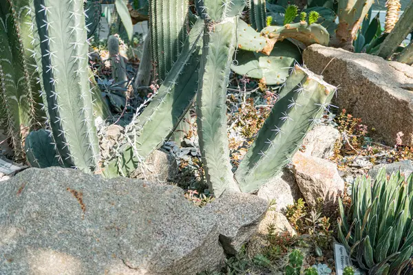 Bir açık hava sahnesinde bir kaya duvarına karşı yemyeşil bir kaktüs ve sulu bir koleksiyon sergileniyor, organik güzellik, çöl manzarası veya çevresel koruma temaları sunuluyor
