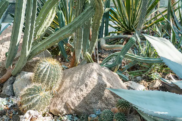 Çeşitli kaktüslerin ve sulu suların doğal bir zemin üzerinde görüntüsü, muhtemelen bir bahçe ya da kapalı bir koleksiyondan.