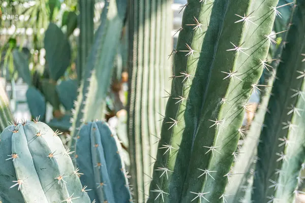 Omurgalı esnek, canlı kaktüslerin yakın plan görüntüsü, büyümeyi, gücü ve adaptasyonu sembolize eder.