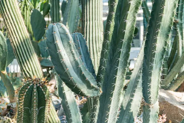 Görüntü çeşitli boyutlarda iyi budanmış bir kaktüs koleksiyonunu gösteriyor, geniş güneş ışığı alan bir arkaplan üzerine kurulmuş. Bahçe, bitki bakımı veya çöl peyzajı reklamları için kullanılabilir.