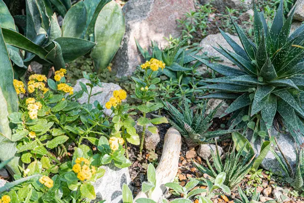 Canlı dış mekan görüntüsü çeşitli saksı bitkileri kaktüsleri, sulu bitkiler, veranda ya da bahçe düzeninde çiçek açmak, estetik cazibeyi artırmak ve doğal güzelliği, sakinliği ve sakinliği çağrıştıran duyguları uyandırmak.