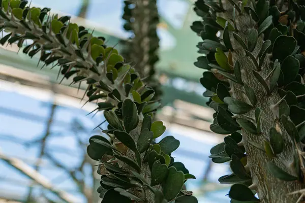 Görüntü, muhtemelen serada ya da kontrollü bir ortamda, parlak ışık altında gelişen bir iç bahçe görüntüsü sunuyor. Sahne bitki bakım ürünlerini, kapalı alanda bahçe işlerini, bahçecilik hizmetlerini teşvik ediyor.