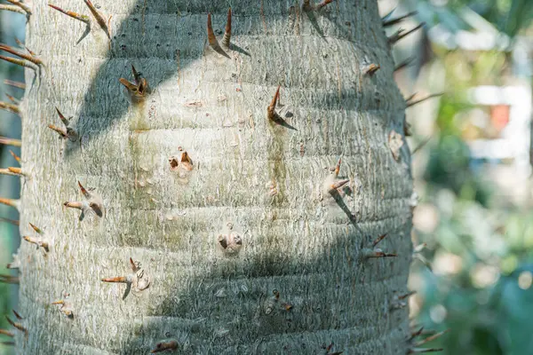 Dikenli ağaç kabuğunun yakın plan görüntüsü, organik dokuyu tasvir eder ve güç, esneklik, doğa veya doğal bağlantıyı çağrıştıran organik kaliteyi temsil eder.