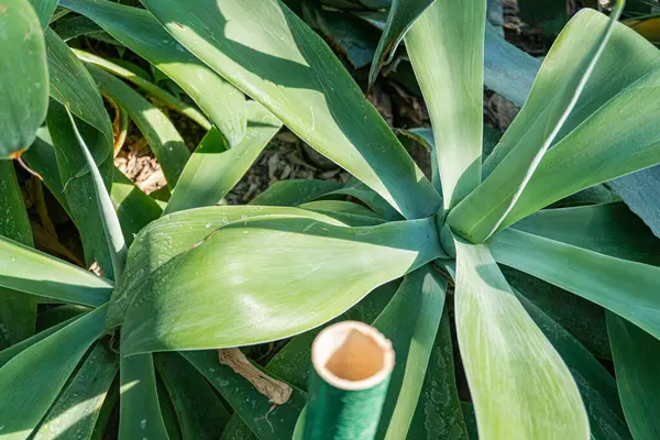 Görüntü, büyümeyi ve canlılığı öneren, pazarlama kampanyaları, ev dekorasyonu, çevre dostu ürünler veya doğal bitki örtüsü içeren yemyeşil bir doğa sahnesi gösteriyor.