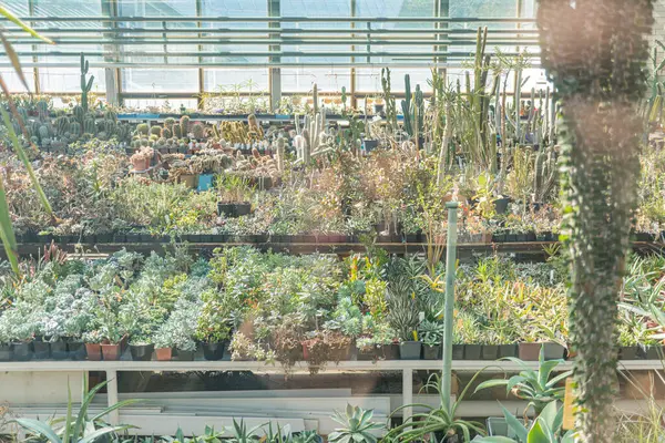 Doğa, yeşillik, kapalı bahçıvanlık, geliştirilmiş hava temaları için uygun, iyi ışıklandırılmış bir ortamda çeşitli sulu bitki ve düşük bakım bitkileri içeren kapalı bitki yetiştirme