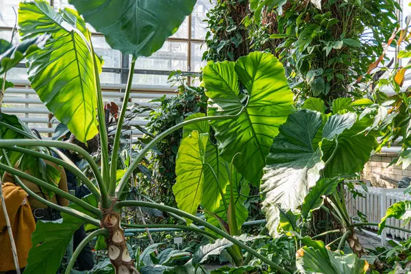 Yeşillik ve doğal ışıkla dolu geniş eğreltiotları olan kapalı bir sera ya da sera.