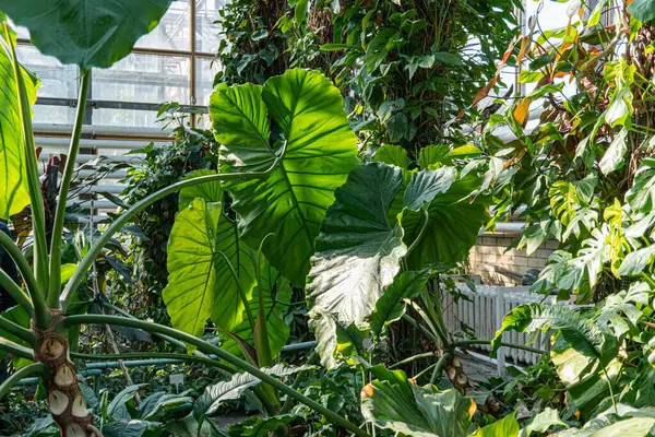 Görüntü bereketli, tropikal bir iç mekan sunuyor. Çeşitli bitkilerle dolu, yumuşak doğal ışıkla yıkanmış.