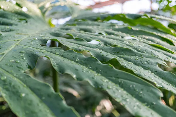 Büyümeyi, yenilenmeyi, tazeliği ve doğayı sembolize etmek için pazarlama materyallerinde kullanılan çiğ yeşil yaprakların yakın çekimi, karmaşık damar kalıpları sergiliyor.