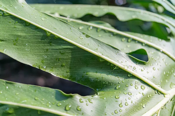 Güneş ışığındaki su damlacıkları ile parlayan yeşil yaprakların yakın çekimi, tazelik ve canlılık yayıyor