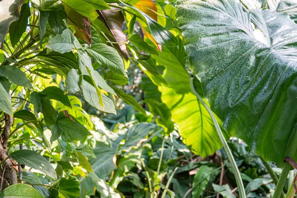 Yeşilliğin yüksek çözünürlüklü görüntüsü, su damlacıkları ile tropikal yapraklar, sağlık, organik ve çevre dostu temaları vurgulayan kampanyalar için ideal