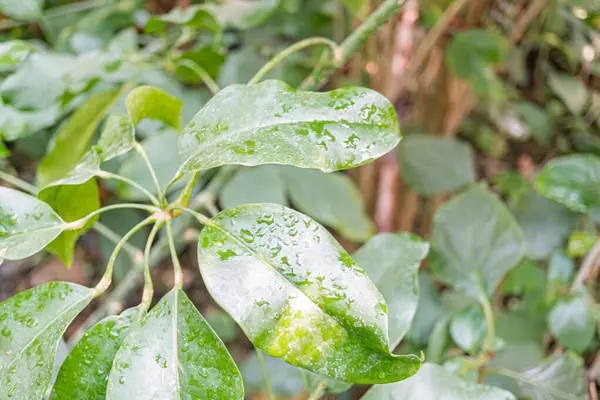 Su damlasının yakından çekilmiş fotoğrafı. Süslü yaprak. Tazelik ve doğal güzellik sergiliyor.