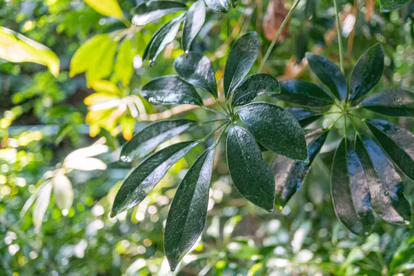 Bulanık bir orman arka planına karşı parlak, koyu yeşil tropikal yaprağın yakın plan görüntüsü, doğa, sükunet veya saflık aktarımı