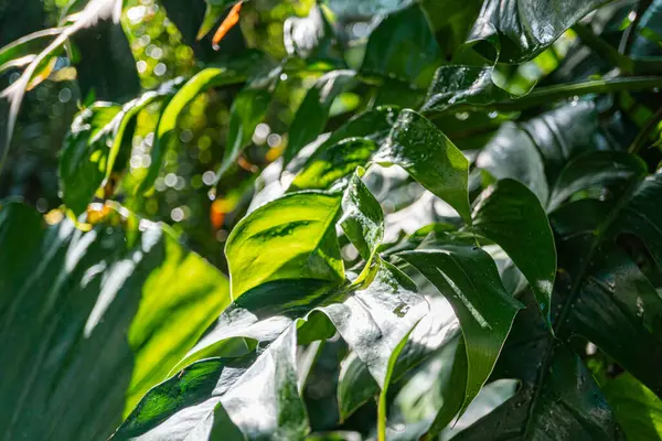 Su damlacıkları ile yemyeşil kahve yaprakları görüntüsü, yoğun yapraklara karşı doğal bir ortamda kurulmuş güneş ışığı, pazarlama materyallerini cezbetmek için yaprak dokusunu geliştirir.