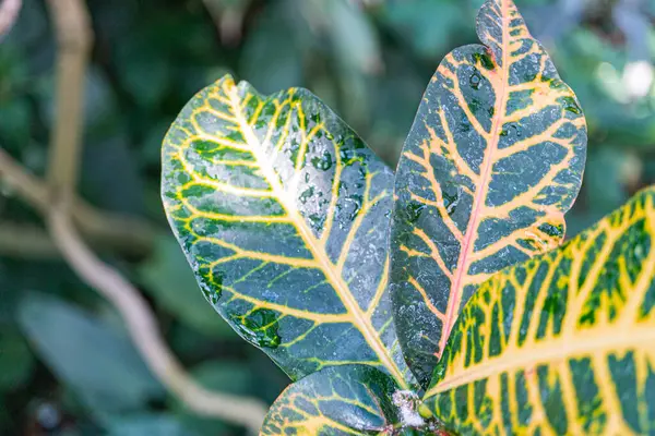Renkli yaprakları olan egzotik ya da tropikal bir bitkinin yüksek çözünürlüklü görüntüsü, doğal bir çevreye işaret ediyor. Yaprak yüzeylerindeki karmaşık desenler sağlıklı bir büyüme olduğunu gösteriyor.