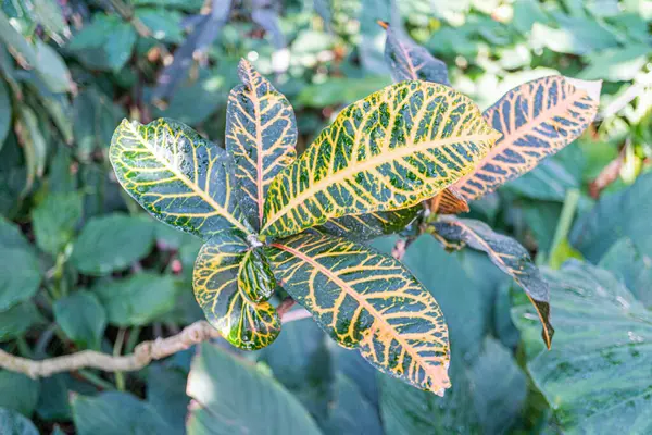 Görünür damarları ve doğal güzelliği olan egzotik, canlı ve karmaşık bir bitkinin yakın plan görüntüsü. Doğaya, botanikçiliğe, organiğe, tazeliğe, canlılığa odaklı pazarlama kampanyaları için ideal.
