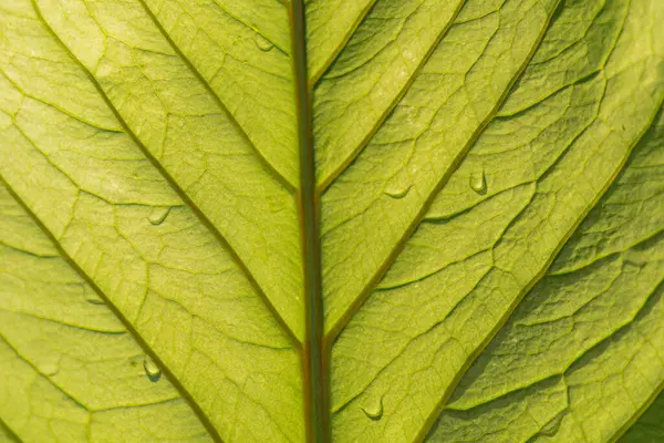 Yakın plan stok resmi, taze, saflık veya doğal güzelliği sembolize etmek için pazarlama ve reklamlarda kullanılan damarlarının dokusuna ışık yansıtan damlacıklı bir yaprak sergiliyor.