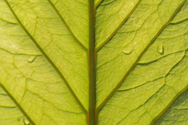 Çiğ ile ıslanmış yaprağın yakın çekimi, karmaşık dokular ve yansıtıcı su damlacıkları, tazeliği, canlılığı, büyümeyi, yenilenmeyi veya çevresel bakımı sembolize eder