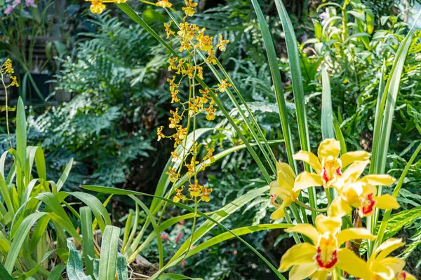 Canlı tropikal çiçekler, yemyeşil bir arka planda, ön planda parlak sarı orkideler, hassas taç yaprakları ve diğer tropikal bölgeler tarafından sağlanan karmaşık detaylar.