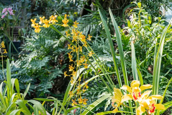 Parlak sarı çiçekli canlı bir bahçe sahnesi muhtemelen nilüferler ya da tropikal çiçekler, dinamik gölgeler ve botanik bahçeleri, çiçek ürünleri, tatil beldeleri ya da kampanyalar için uygun.