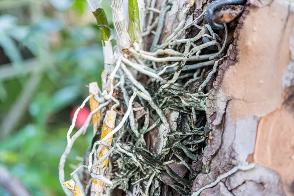 Kabuğu soyulmuş kadim bir ağacı, gövdesinde bir kuş yuvasını, direnç ve adaptasyonu simgeleyen büyüleyici bir görüntü.