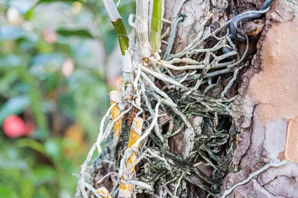 Birbirine dolanmış kök sistemlerinin yüksek çözünürlüklü görüntüsü, su ve besin arayışında esneklik ve uyumluluğu sembolize ediyor sürdürülebilirlik, organik ürünler, bahçe malzemeleri ve e
