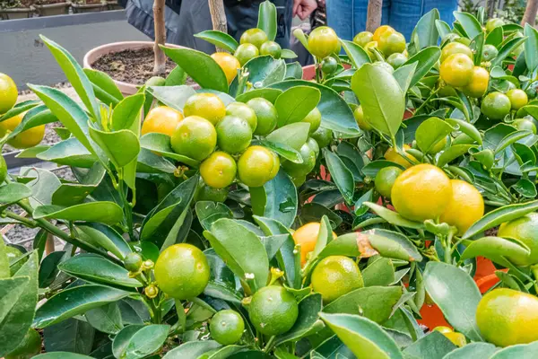 Görüntü narenciye bitkilerinde canlı olgun portakallar sergiliyor, sağlıklı pazarlama için tazelik ve kalite çağrıştırıyor, meyve suyu markaları ve organik üretim şirketleri gibi doğal ürünler.