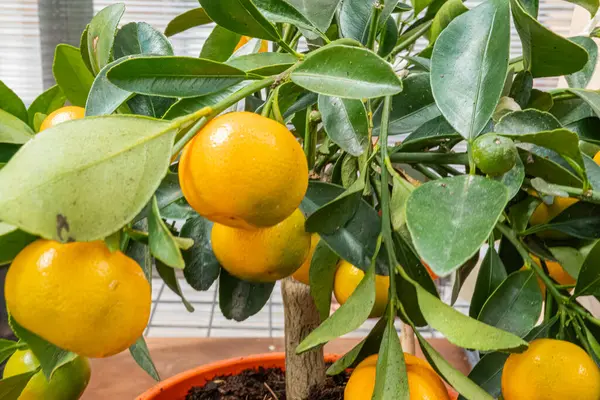 Sağlıklı, olgun portakallı narenciye ağacının kapalı bir ortamda, muhtemelen bir serada görüntüsü meyvelerin hasat için hazır olduğunu gösteriyor ve ağaç verimli yapraklarla iyi bir bakım gösteriyor.