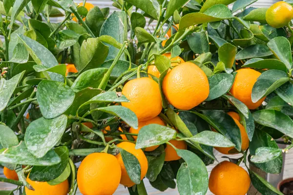Portakal dolu portakal ağaçları çeşitli olgunluk evrelerinde sera gibi kontrollü bir ortamda yetişir. Sağlıklı yapraklar ve bol miktarda doğal ışık kaliteyi gösterir.