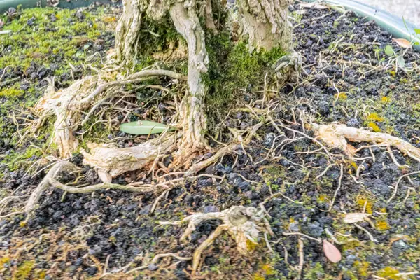 Havadan kökleri ve yosunları olan eski, eğri büğrü bir bonsai ağacının yüksek çözünürlüklü fotoğrafı, doğal yetiştirmenin iyi korunduğunu, dekoratif amaçlar için uygun olduğunu veya sabrı sembolize ettiğini gösteriyor.