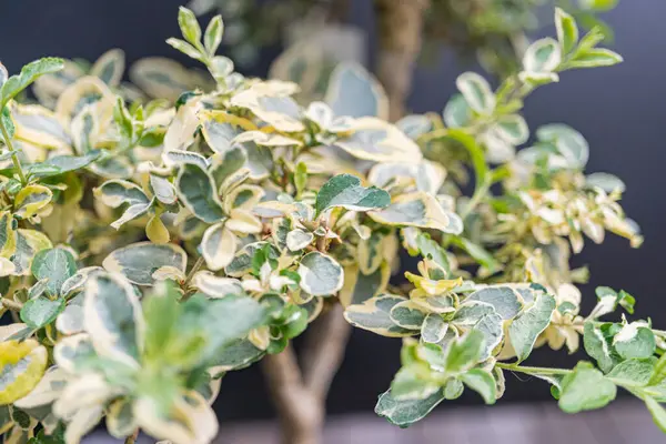 Potansiyel olarak botanik çalışmaları, bahçe işleri, ev içi yeşillik, bitki bakımı ve sağlık ürünleriyle ilgili reklamlar için saksı bitkisinin yapraklarını yakın çekim görüntüsü.