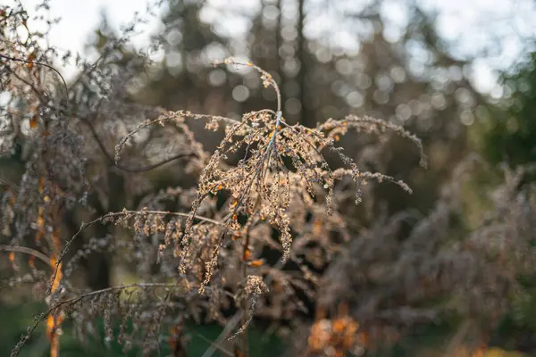 Şafakta ya da alacakaranlıkta doğal bir ortamda çekilmiş, sonbahar dalları ve sarımsı yaprak ya da tohum kapsüllerinin yakın plan görüntüsü. Ormanlık ya da çayır gibi. Reklamcılıkla ilgili doğa severlerine hitap ediyor.
