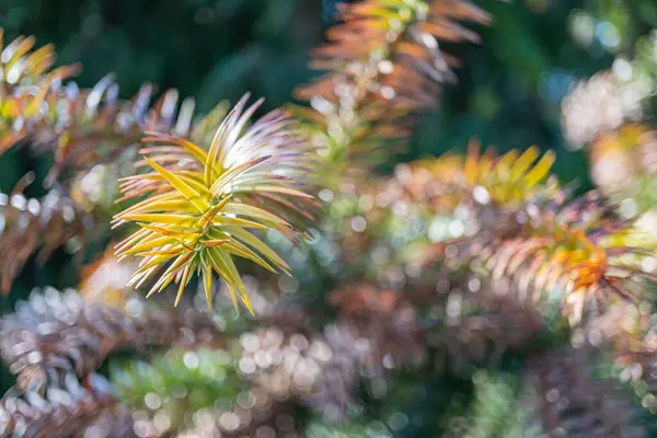Canlı sarı ve yeşil bir çiçeğin yakın plan fotoğrafı, güzel aydınlatılmış, karmaşık detaylar, doğal güzellikleri ve karmaşık dokuları vurgulayan reklamlar için idealdir.