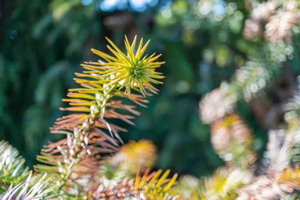 Canlı sarı ve yeşil kozalaklı yaprakların yakın plan görüntüsü, bir ormanın ya da ormanın